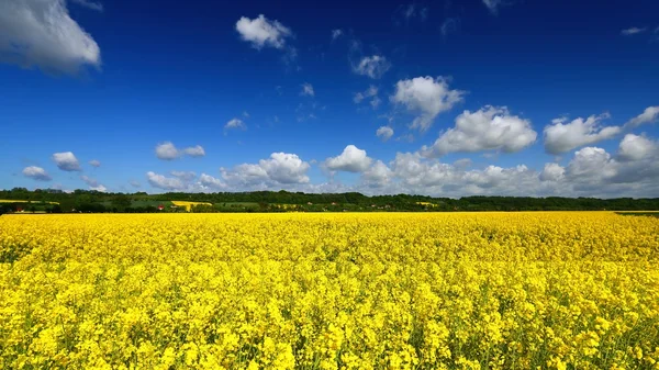 Vista sul paesaggio rurale — Foto Stock