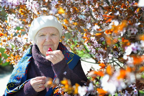 Старшая женщина ест клубнику в саду — стоковое фото