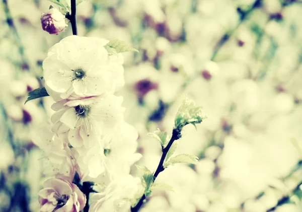 Pink flowers on pink tree — Stock Photo, Image