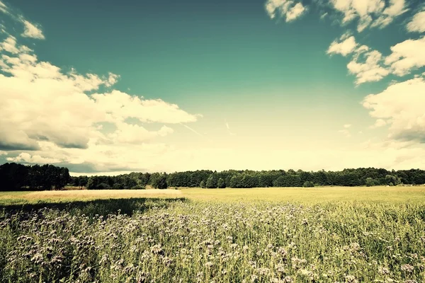 Country landscape with beautiful sky — Stock Photo, Image