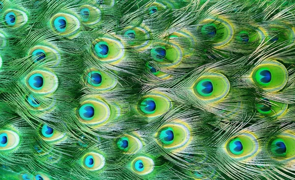 Peacock feather as a background — Stock Photo, Image