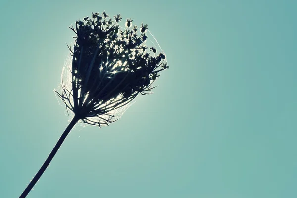 Una flor hermosa . —  Fotos de Stock