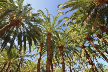 Tropik palmiye ağaçları.