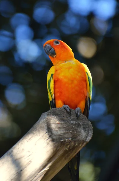 Colorful parrot in zoo — Stock Photo, Image