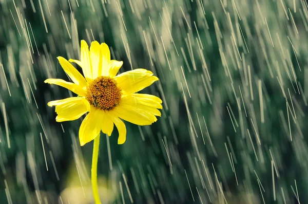 Blomma i droppar av regn. — Stockfoto