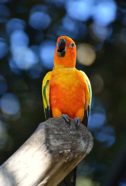Színes papagáj állatkertben — Stock Fotó
