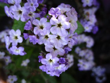 Mor menekşe beyaz Petunya çiçekleri 2020 yazında kapanıyor.