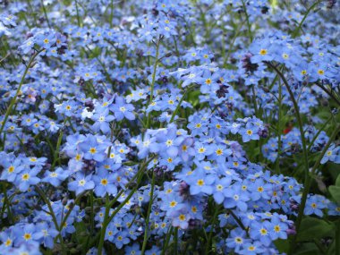 Baharda açan tatlı mavi unutma beni çiçekleri.