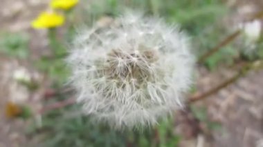 Rüzgarda karahindiba çiçeği