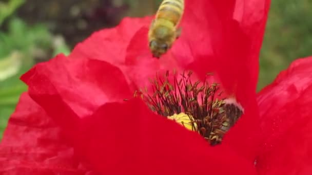 Abeja Miel Polinizando Flor Amapola Roja — Vídeos de Stock