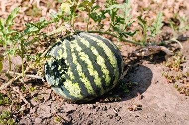 Berry büyük karpuz alanında büyüyen