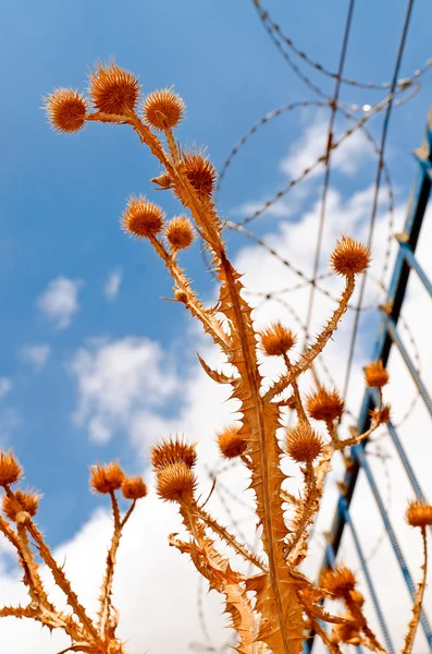 青い空と有刺鉄線のフェンスの背景にとげのある植物 — ストック写真