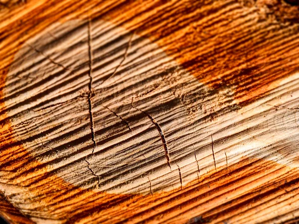 Dry Cherry Logs Cut Firewood — Stock Photo, Image
