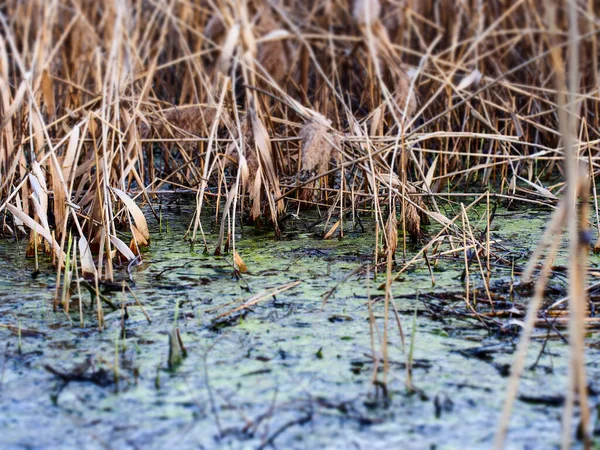 Lake Overgrown Reeds — Stock Photo, Image