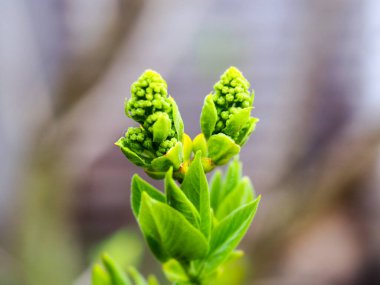 Beyaz leylak baharda çiçek açmaya başlar.