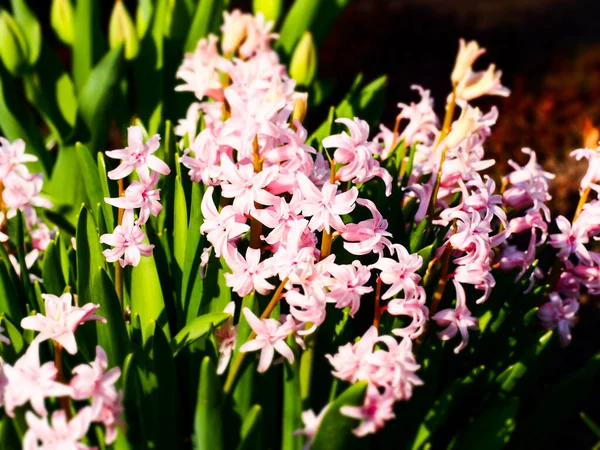 在春天的阳光下绽放着粉红色的风信子 — 图库照片#