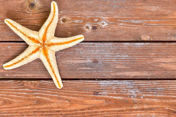 Esqueleto de estrella de mar sobre fondo de madera — Foto de Stock