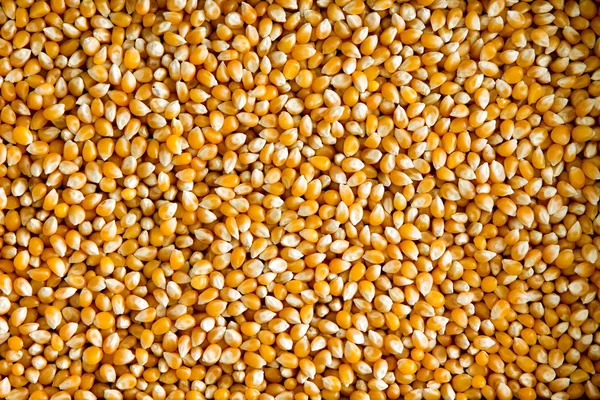 Gedroogde maïs of maïs kernels — Stockfoto