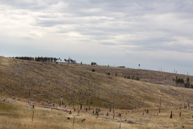 Kesilen ağaçlar kalıntıları ile yetiştirilip hillside