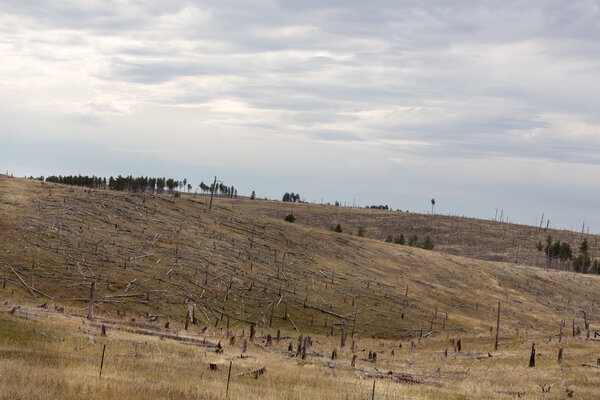 Deforested hillside with remnants of felled trees