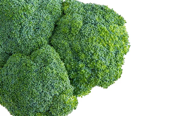 Isolated head of farm fresh broccoli — Stock Photo, Image