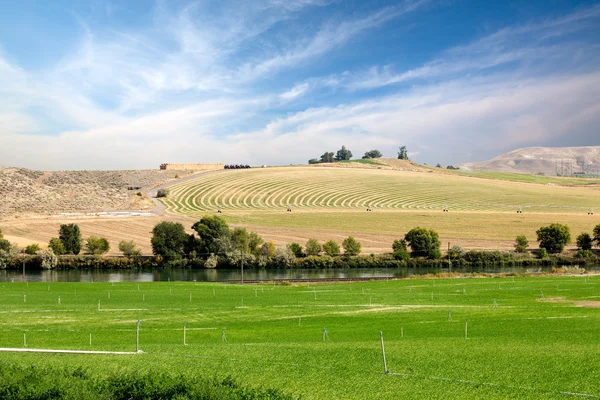 Farmland with center pivot vs sprinkler irrigation — Stock Photo, Image