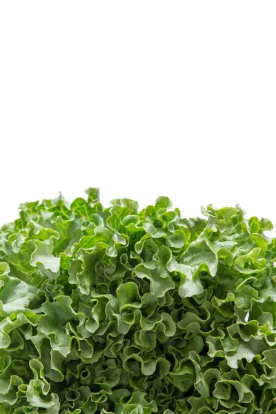 Vertical Bottom Border of Freshly Harvested Fresh Lettuce — Stock Photo, Image