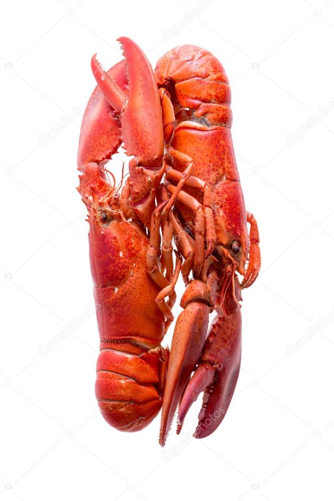 Loving Red Lobsters Isolated on White Background