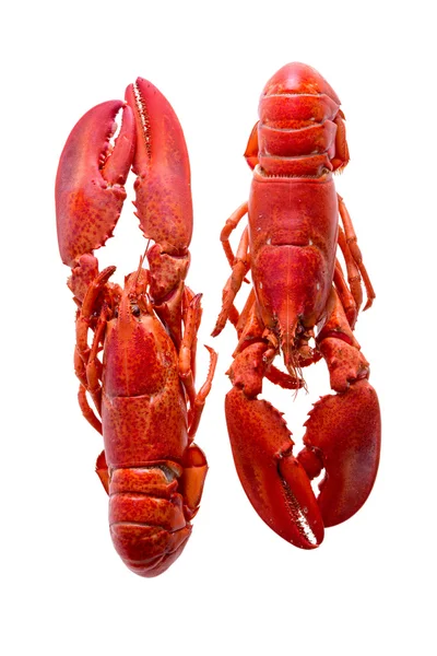 Red Lobsters Duo aislado sobre fondo blanco —  Fotos de Stock
