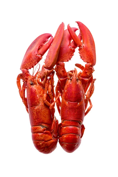 Dois Lobsters vermelhos isolados em fundo branco — Fotografia de Stock