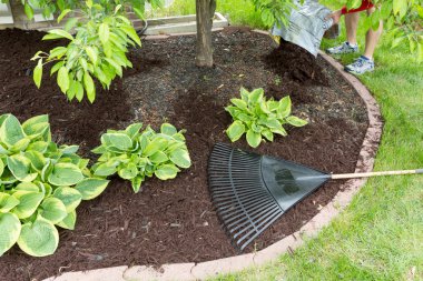 Man spreading mulch in the garden clipart