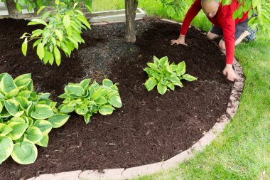 Gardener doing mulch work around the house clipart