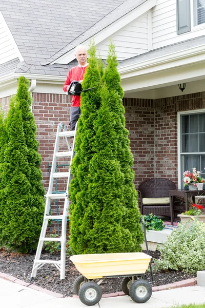 Hombre recortando la planta Thuja Occidentalis en el patio trasero —  Fotos de Stock