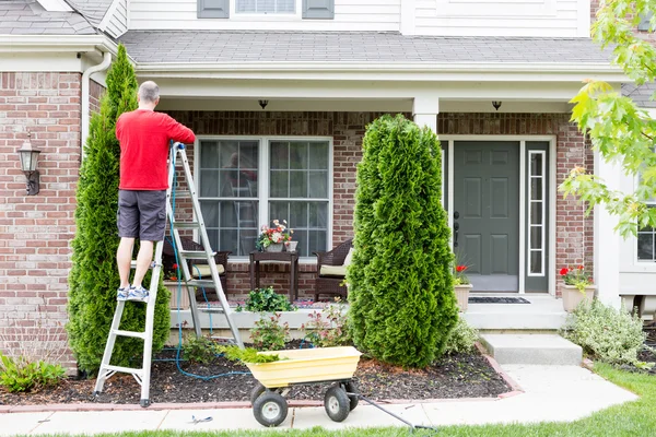 Yard work around the house trimming Thuja trees — Stock Photo, Image