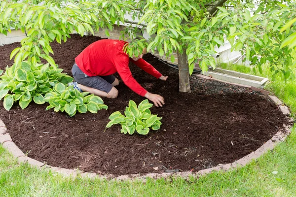 Jardineiro trabalhando no jardim fazendo a mulching — Fotografia de Stock