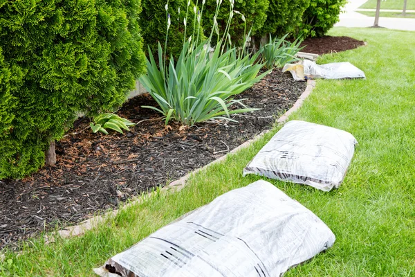 Garden work in spring mulching the plants — Stock Photo, Image