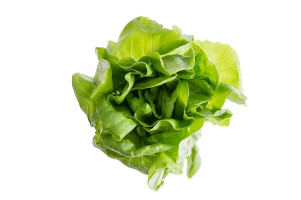 Cabeza de lechuga crujiente de mantequilla orgánica fresca — Foto de Stock