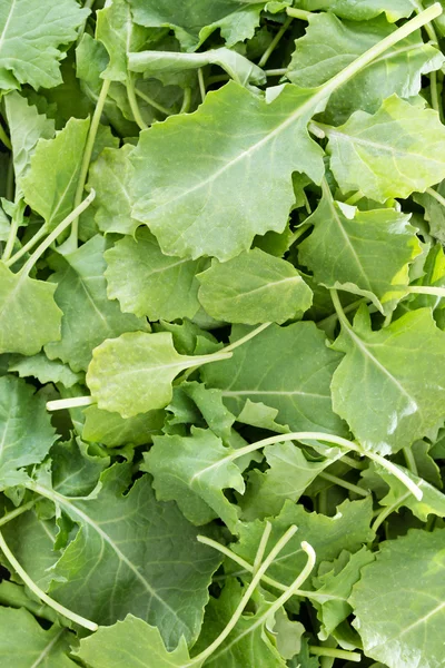 Background texture of fresh baby kale leaves — Stock Image Background texture of fresh baby kale leaves Stock Photo