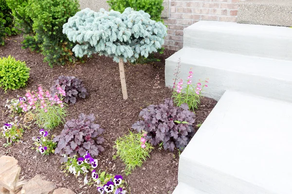 Ornamental miniature pine tree in a flowerbed — Stock Image Ornamental miniature pine tree in a flowerbed Stock Picture