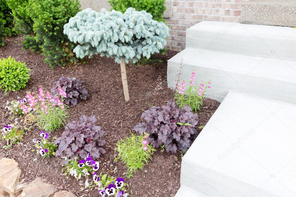 Ornamental miniature pine tree in a flowerbed