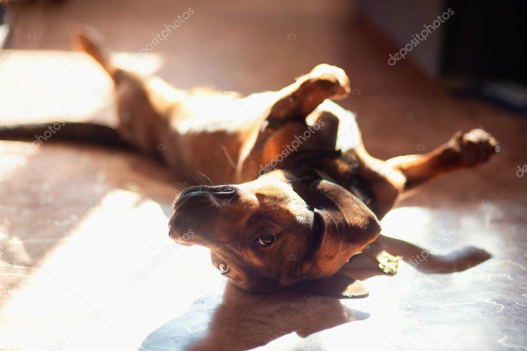 A funny dog of the Dachshund breed lies at home on the floor belly up