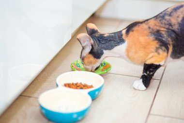 Üç renkli Don Sphynx kedisi yününü mutfakta yiyor.