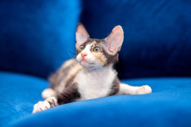 Sphynx mestizo kedicik kanepede oturur. Büyük kulaklı üç renkli kedi yavrusu, fırça sfenksi. Yünlü Sfenks