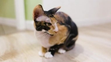 Üç renkli tüylü bir Sphynx kedisi dairede yerde oturuyor ve etrafa bakıyor..