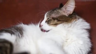 Güzel pofuduk bir kedi kanepede uzanıyor ve tüylerini yalıyor. Yetiştirilmemiş evcil kedi yıkama