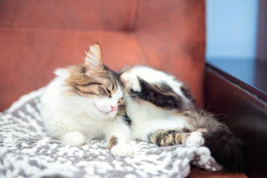 Evcil, tüylü bir kedi kanepede yatar ve pençesiyle kulağını kaşır. Şirin bir kırma kedi pireler yüzünden kaşınıyor..