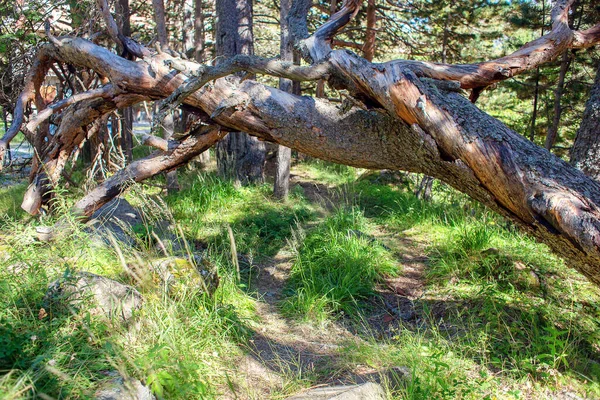 A fallen withered tree with twisted branches. Windbreak in the forest. Track under a fallen tree. Natural arch