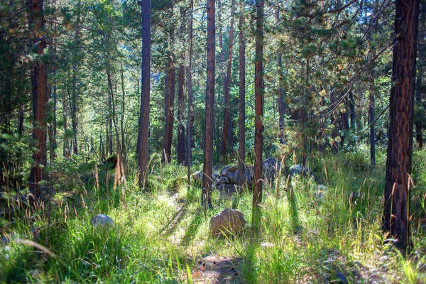 Prachtig Naaldbos Stralen Van Ondergaande Zomerzon Bergdennenvegetatie Prachtig Landschap — Stockfoto