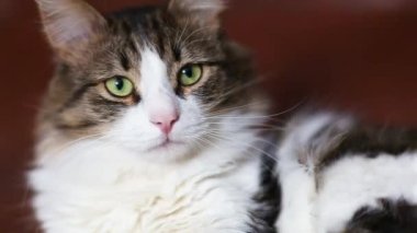 Yakışıklı bir ev kadını kanepeye uzanıp etrafa bakınır. Kedi burnunu yalıyor.