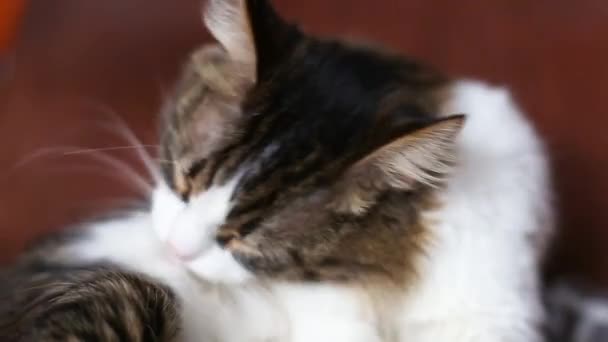 Beautiful Domestic Cat Licks Its Fur While Lying Couch Fluffy — Stock Video